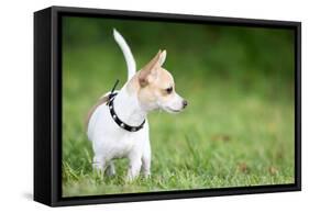 Small Chihuahua Dog Standing on a Green Grass Park with a Shallow Depth of Field-Kamira-Framed Stretched Canvas