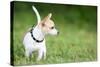 Small Chihuahua Dog Standing on a Green Grass Park with a Shallow Depth of Field-Kamira-Stretched Canvas