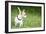 Small Chihuahua Dog Standing on a Green Grass Park with a Shallow Depth of Field-Kamira-Framed Photographic Print