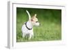 Small Chihuahua Dog Standing on a Green Grass Park with a Shallow Depth of Field-Kamira-Framed Photographic Print