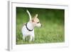 Small Chihuahua Dog Standing on a Green Grass Park with a Shallow Depth of Field-Kamira-Framed Photographic Print