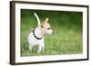 Small Chihuahua Dog Standing on a Green Grass Park with a Shallow Depth of Field-Kamira-Framed Photographic Print