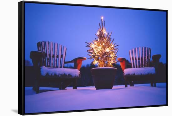 Small Christmas Tree Outdoors-Jim Craigmyle-Framed Stretched Canvas