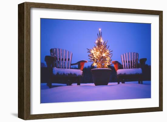 Small Christmas Tree Outdoors-Jim Craigmyle-Framed Photographic Print