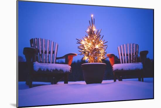 Small Christmas Tree Outdoors-Jim Craigmyle-Mounted Photographic Print