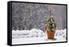 Small Christmas Tree-null-Framed Stretched Canvas