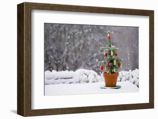 Small Christmas Tree-null-Framed Photographic Print