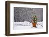 Small Christmas Tree-null-Framed Photographic Print