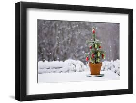 Small Christmas Tree-null-Framed Photographic Print