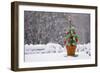 Small Christmas Tree-null-Framed Photographic Print