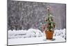 Small Christmas Tree-null-Mounted Photographic Print