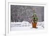 Small Christmas Tree-null-Framed Photographic Print