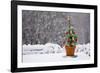 Small Christmas Tree-null-Framed Photographic Print