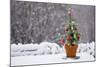 Small Christmas Tree-null-Mounted Photographic Print