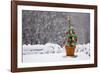 Small Christmas Tree-null-Framed Photographic Print