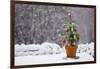 Small Christmas Tree-null-Framed Photographic Print