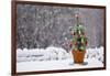 Small Christmas Tree-null-Framed Photographic Print