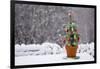 Small Christmas Tree-null-Framed Photographic Print