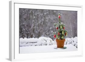 Small Christmas Tree-null-Framed Photographic Print