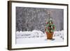 Small Christmas Tree-null-Framed Photographic Print