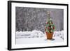 Small Christmas Tree-null-Framed Photographic Print