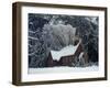 Small Church in Snow-null-Framed Premium Photographic Print