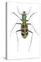 Small Colorful Beetle from Korea Cicindela Chinensis-Darrell Gulin-Stretched Canvas