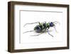 Small Colorful Beetle from Korea Cicindela Chinensis-Darrell Gulin-Framed Photographic Print