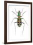 Small Colorful Beetle from Korea Cicindela Chinensis-Darrell Gulin-Framed Photographic Print