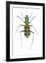 Small Colorful Beetle from Korea Cicindela Chinensis-Darrell Gulin-Framed Photographic Print