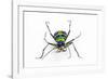 Small Colorful Beetle from Korea Cicindela Chinensis-Darrell Gulin-Framed Photographic Print