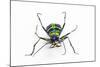 Small Colorful Beetle from Korea Cicindela Chinensis-Darrell Gulin-Mounted Photographic Print