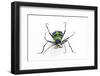 Small Colorful Beetle from Korea Cicindela Chinensis-Darrell Gulin-Framed Photographic Print