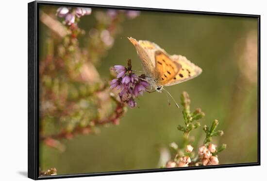 Small Copper Butterfly, Lycaena Phlaeas, Heath Blossom, Side View, Sitting-David & Micha Sheldon-Framed Photographic Print