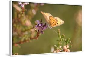 Small Copper Butterfly, Lycaena Phlaeas, Heath Blossom, Side View, Sitting-David & Micha Sheldon-Framed Photographic Print