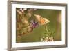 Small Copper Butterfly, Lycaena Phlaeas, Heath Blossom, Side View, Sitting-David & Micha Sheldon-Framed Photographic Print