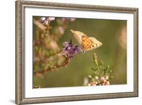 Small Copper Butterfly, Lycaena Phlaeas, Heath Blossom, Side View, Sitting-David & Micha Sheldon-Framed Photographic Print