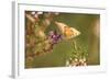 Small Copper Butterfly, Lycaena Phlaeas, Heath Blossom, Side View, Sitting-David & Micha Sheldon-Framed Photographic Print
