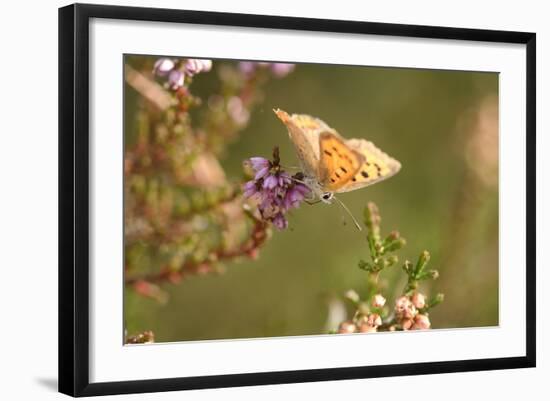 Small Copper Butterfly, Lycaena Phlaeas, Heath Blossom, Side View, Sitting-David & Micha Sheldon-Framed Photographic Print