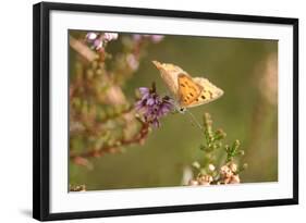 Small Copper Butterfly, Lycaena Phlaeas, Heath Blossom, Side View, Sitting-David & Micha Sheldon-Framed Photographic Print