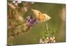 Small Copper Butterfly, Lycaena Phlaeas, Heath Blossom, Side View, Sitting-David & Micha Sheldon-Mounted Photographic Print