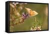 Small Copper Butterfly, Lycaena Phlaeas, Heath Blossom, Side View, Sitting-David & Micha Sheldon-Framed Stretched Canvas