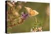 Small Copper Butterfly, Lycaena Phlaeas, Heath Blossom, Side View, Sitting-David & Micha Sheldon-Stretched Canvas