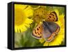 Small Copper Butterfly on Fleabane Flower, Hertfordshire, England, UK-Andy Sands-Framed Stretched Canvas