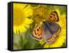 Small Copper Butterfly on Fleabane Flower, Hertfordshire, England, UK-Andy Sands-Framed Stretched Canvas