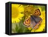 Small Copper Butterfly on Fleabane Flower, Hertfordshire, England, UK-Andy Sands-Framed Stretched Canvas