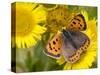 Small Copper Butterfly on Fleabane Flower, Hertfordshire, England, UK-Andy Sands-Stretched Canvas