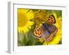 Small Copper Butterfly on Fleabane Flower, Hertfordshire, England, UK-Andy Sands-Framed Photographic Print