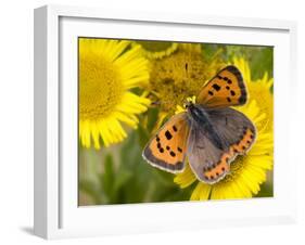 Small Copper Butterfly on Fleabane Flower, Hertfordshire, England, UK-Andy Sands-Framed Photographic Print