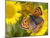 Small Copper Butterfly on Fleabane Flower, Hertfordshire, England, UK-Andy Sands-Mounted Photographic Print